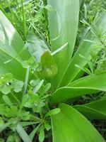 Lilie (2).webp