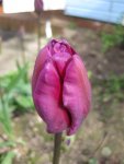 Tulpe (2).JPG