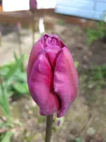 Tulpe (2).webp