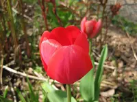 Tulpe.webp
