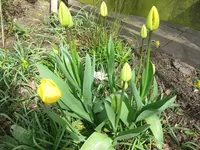 Tulpen (2).webp