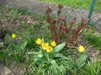 Tulpen.webp