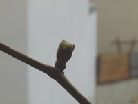 wein01.webp