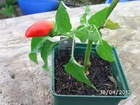 BILD0080.webp
