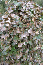 Efeu_SV300001_1.webp