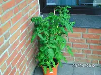 k-BILD0718.webp