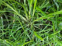 rasen1.webp