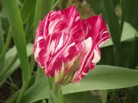 DSCF1717.webp