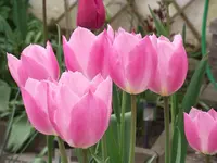 DSCF1725.webp