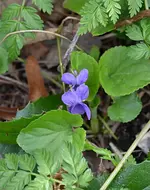 DSC_6768 Veilchen.webp