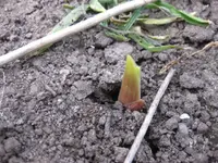 Gladiole.webp