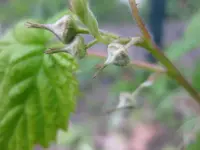 Himbeere (2).webp