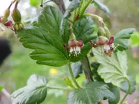 Stachelbeere (2).webp