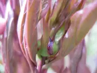 Pfingstrose.webp
