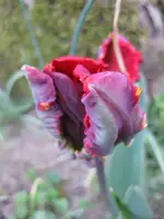 Papageitulpe (2).webp