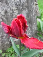 Papageitulpe.webp