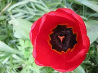 Tulpe (3).webp