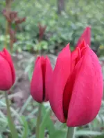 Tulpen (3).webp