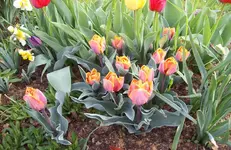 Tulpen 23.webp