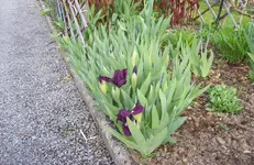 Iris.webp