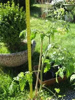 79 cm- 31.1.Tomi- umtopfen am 3.4..webp