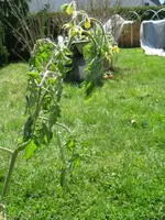 31. 1.-Tomi 80 cm durstig.webp