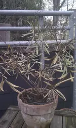 IMAG0698.webp