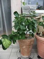 DSCF4661.webp