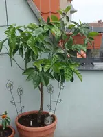 DSCF4662.webp