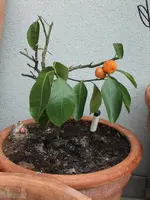 DSCF4663.webp