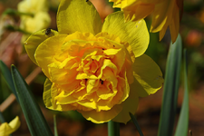gefüllte gelber Narzisse_smaller.webp