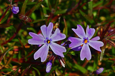 lila Polsterphlox_smaller.webp