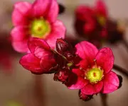 roter Steinbrech_smaller.webp