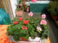 SAM_0673.webp