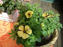 SAM_0674.webp