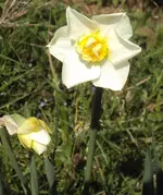 DSC02639 - 2012-04-19 -  narzissenart.webp