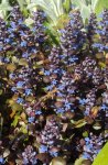 DSC02637 - 2012-04-19 - bodendecker blau.JPG