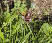 DSC02636 - 2012-04-19 - taubnesseln rot.webp