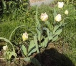 DSC02633 - 2012-04-19 - tulpen vorn.jpg