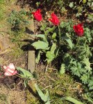 DSC02632 - 2012-04-19 - tulpen hinten.jpg