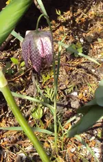 DSC02627 - 2012-04-19 - schachbrettblume.webp