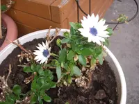 CIMG4324.webp