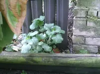 Unkraut.webp