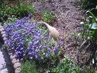 Blaukissen.18.04.2012.webp