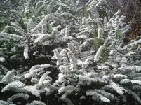 Brautspiere.18.04.2012.webp