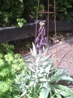Frittilaria.18.04.2012.webp
