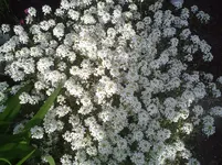 Gänsekresse.18.04.2012.webp