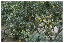 Gärten inm Soller2.webp