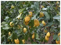 Garten in Soller 4.webp