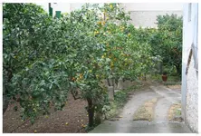 Garten in Soller 5.webp